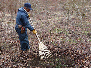 ブルーベリー苗 植え付け地の掃除