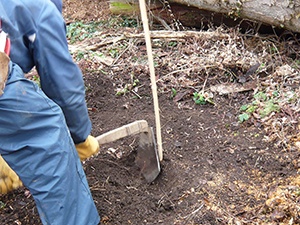 ブルーベリー苗 植え付け地の穴を掘る