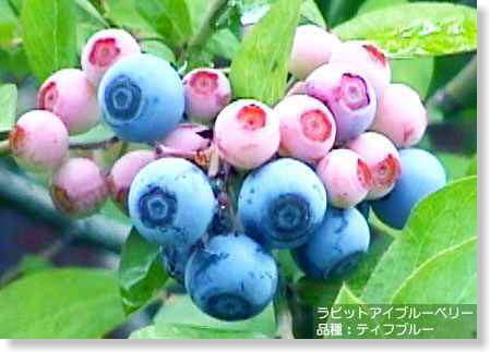 ブルーベリーの品種 一般社団法人 日本ブルーベリー協会